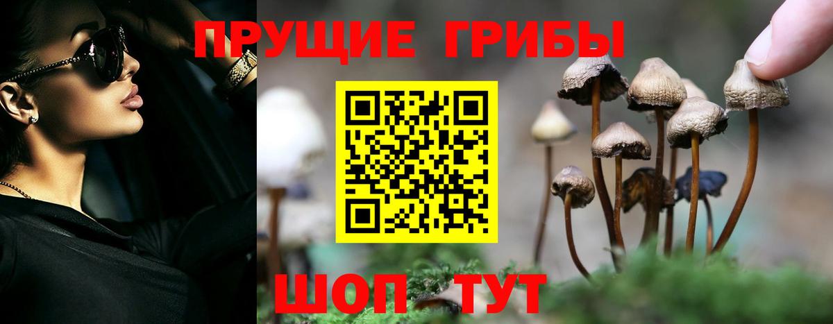 Псилоцибиновые грибы мицелий Ангарск